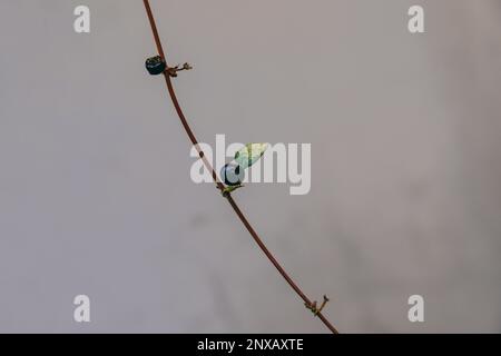 Lonicera japonica, baies noires sur une vigne japonaise sauvage de Honeysuckle en automne, composé de loniflavone, fruits toxiques de la Honeysuckle noire de berried Banque D'Images