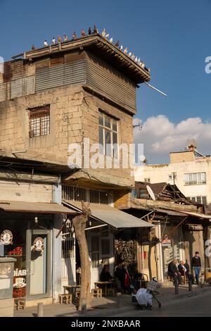 Vue depuis l'ancien bazar de Kilis, Turquie. Pigeons perchés sur le toit d'un bâtiment. Banque D'Images