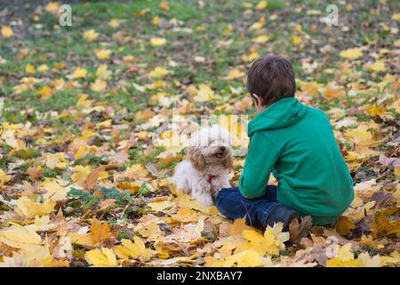 Vue arrière d'un garçon assis en automne laisse jouer avec un chien, Bulgarie Banque D'Images