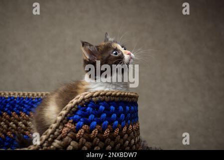 Gros plan d'un chaton en tabby moelleux assis dans un panier Banque D'Images