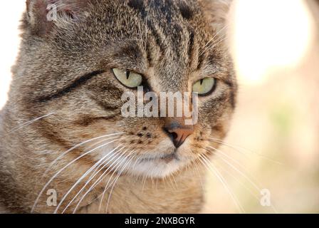 Tabby chat assis à l'extérieur portrait, gros plan Banque D'Images