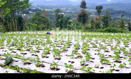 les agriculteurs des régions montagneuses qui cultivent leurs terres agricoles. Banque D'Images