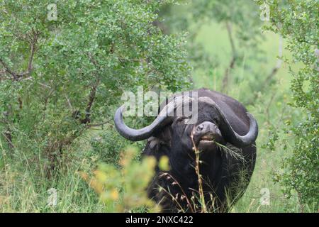 Buffalo Banque D'Images