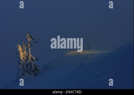 Arbres seuls dans la brume d'hiver dans les montagnes Ciucas, Roumanie Banque D'Images