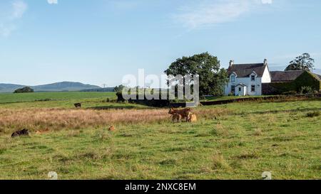 Scène pastorale d'une ferme avec ferme et vaches dans un champ, du sentier de randonnée John Muir Way à l'est de Croftamie, Stirlingshire, Central Scotland. Banque D'Images