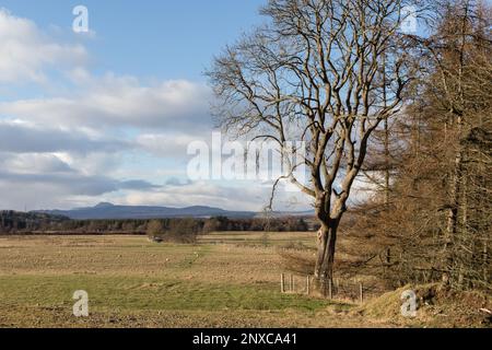 Admirez les arbres et les champs jusqu'à Ben Lomond et Conic Hill, vus depuis le chemin partagé John Muir Way et West Highland Way, près de Dumgoyach. Banque D'Images