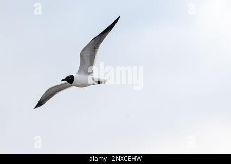 Goéland riant (Leucophaeus atricilla) surplombant le littoral de la côte est de la Floride. (ÉTATS-UNIS) Banque D'Images