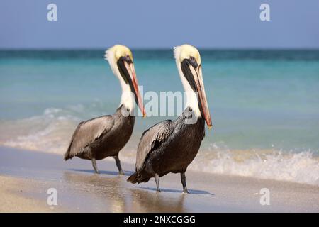 Deux pélicans reposant sur le sable de la plage de l'océan Atlantique. Oiseaux sauvages sur fond de vagues bleues Banque D'Images