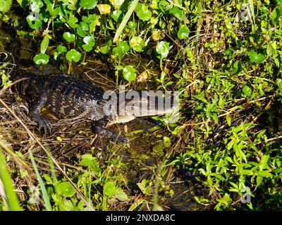Alligator juvénile, Alligator mississippiensis, dans l'habitat naturel, Gainesville, comté d'Alachua, Floride, États-Unis. Banque D'Images