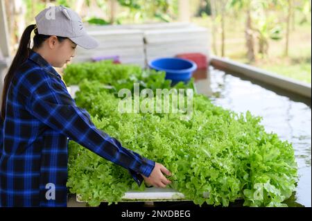 Une jeune femelle debout à côté d'une plante en pot remplie de laitue fraîche et vivante Banque D'Images