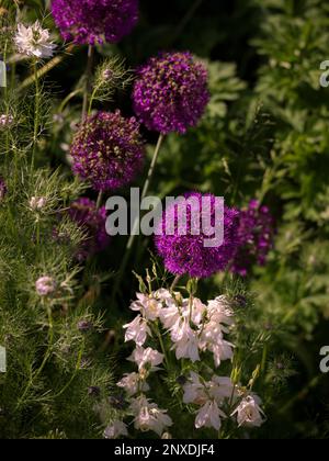 Un lit fleuri d'été avec des fleurs blanches Aquilegia Columbine et des fleurs violettes Allium. White Love in a Mist ou Nigella à gauche Banque D'Images