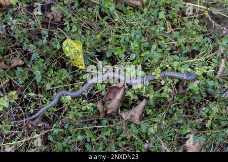 Schlingnatter, Coronella austriaca, serpent doux Banque D'Images