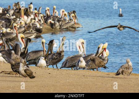 Colonie d'oiseaux de mer, pélicans et mouettes, assis près de la plage près de la rivière au coucher du soleil Banque D'Images