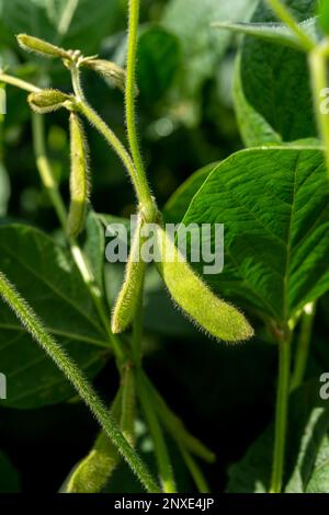 Agricole, gros plan jeunes gousses de soja vertes non mûres sur la tige d'une plante dans un champ de soja Banque D'Images