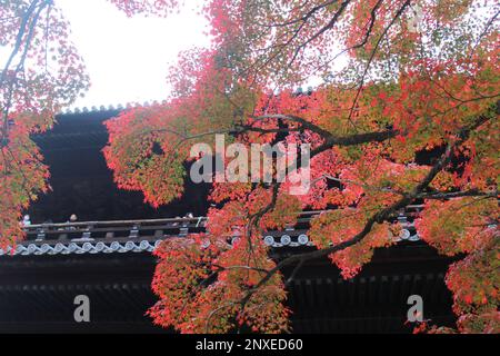 Feuilles d'automne dans le jardin du temple de Nanzenji, Kyoto, Japon Banque D'Images