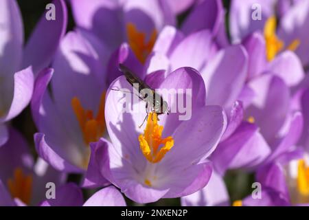 Gros plan l'aéroglisseur mâle Meliscaeva auricollis se nourrissant sur des fleurs de crocuses pourpres roses. Fleurs floues sur l'arrière-plan. Pistil, STAMENS. Février Banque D'Images