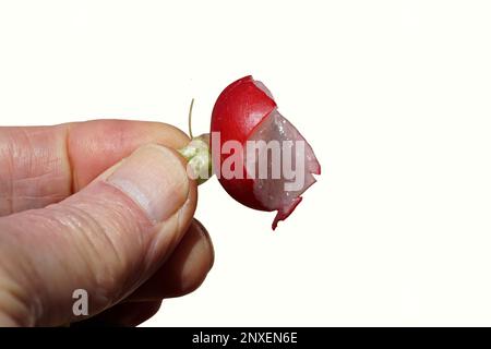 Gros plan tenant un radis rouge hollandais partiellement mangé avec tige. Arrière-plan blanc. Radis (Raphanus raphanistrum subsp. sativus) un légume de racine comestible Banque D'Images