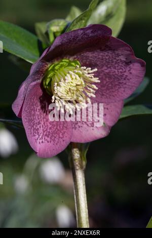 Hellebore des fleurs dans un jardin à Clapham, dans le sud de Londres. Banque D'Images