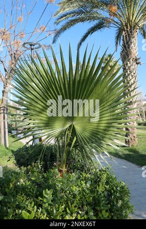 Palmier en forme de ventilateur dans le parc de la ville Banque D'Images