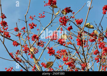 La rose de Guelder (Viburnum opulus) mûre les baies rouges sur la branche de la brousse Banque D'Images