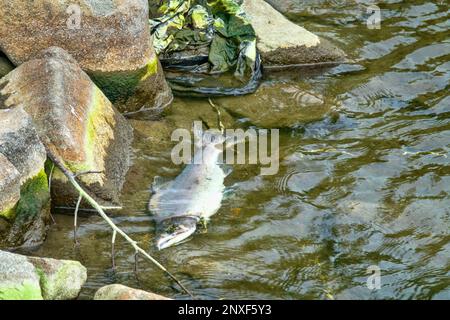 Le saumon est mort après la fonction de reproduction. Les carcasses de poissons pourrissent sous l'eau et enrichissent la rivière reproductrice avec de la matière organique. Mer d'Okhotsk b Banque D'Images
