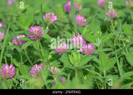 Dans la prairie, parmi les graminées sauvages, fleurit le milieu du trèfle (milieu Trifolium) Banque D'Images