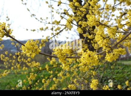 Au printemps, le cornel est un véritable fleuron (Mas Cornus) dans la nature Banque D'Images