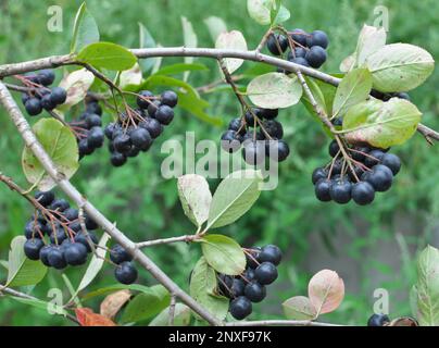 Branche de fraise (Aronia melanocarpa) avec baies noires mûres Banque D'Images