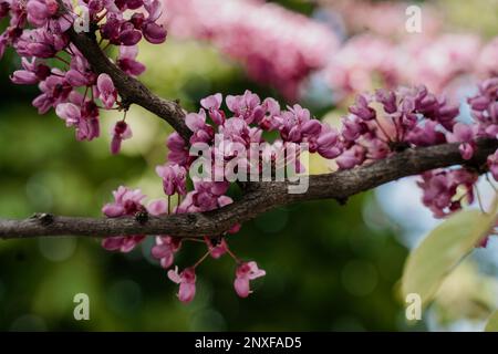 Gros plan de la branche avec des fleurs de roud de l'est, de cerci canadien, de cerci siliquastrum, de judas au printemps Banque D'Images