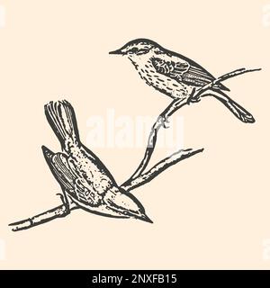 Oiseaux de nuthatch dessinés à la main sur carte linéaire d'arbre. Illustration de petits oiseaux en noir isolés sur fond. Illustration de Vecteur