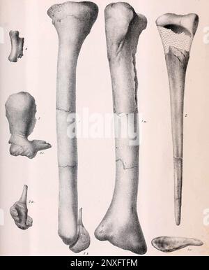 Restes fossiles de Dryptosaurus/Laelaps. Banque D'Images