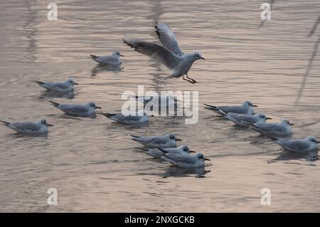 Eton, Windsor, Berkshire, Royaume-Uni. 23rd janvier 2023. Des goélands pagayaient sur la Tamise ce matin pour rester au chaud. Après des températures glaciales la nuit dernière, les arbustes et les arbres sont couverts de givre de cahoar d'étincelles aujourd'hui. Crédit : Maureen McLean/Alay Banque D'Images