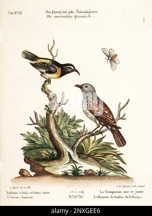 Illustration d'oiseaux - deux oiseaux et un papillon - plaque antique du livre hollandais : collection d'oiseaux étrangers et rares, illustré par George Edwards-1772 Banque D'Images