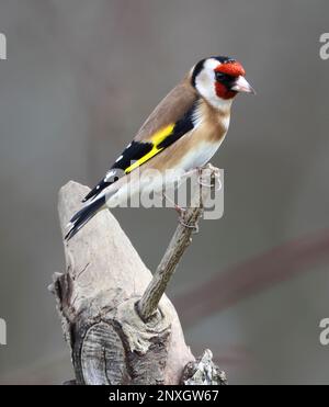 Goldfinch (Carduelis carduelis) à Gloucestershire, Royaume-Uni Banque D'Images