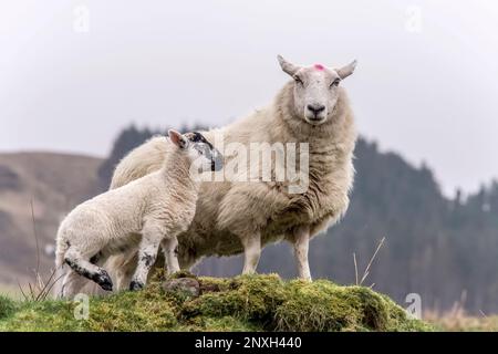 le mouton et l'agneau écossais à face noire se tenant sur l'herbe, dans un champ en Écosse, au royaume-uni, en été Banque D'Images