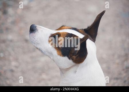 Gros plan portrait de côté d'une jeune femelle Jack Russell Terrier regardant quelque chose hors cadre à l'extérieur Banque D'Images