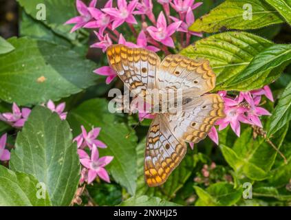 Gros plan d'un papillon de Peacock blanc (Anartia jatrophe) sur des fleurs d'étoiles roses Banque D'Images