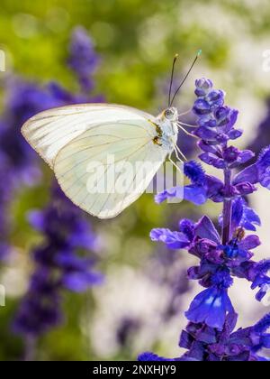 Papillon blanc du Grand Sud (Ascia monuste) sur fleurs de sauge Mealycup pourpres Banque D'Images