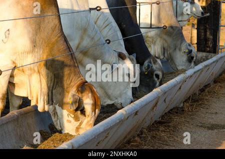 Brahman alimentation de bétail dans la palette à l'intérieur de la gamme de feedlot Banque D'Images