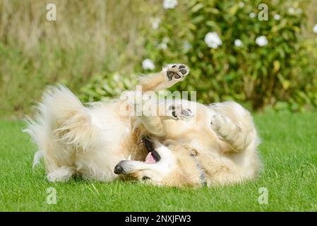 chien drôle, golden retriever couché sur la prairie dans le jardin Banque D'Images