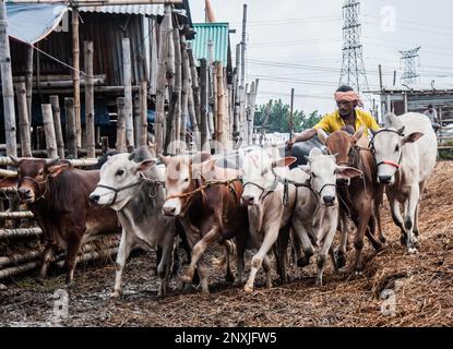 Marché aux vaches pour le festival musulman Eid UL Fitre à Dhaka, au Bangladesh. Banque D'Images