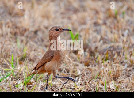 Grive à ventre roux ( sabiá-laranjeira ) Turdus rufiventris Banque D'Images