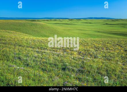 Collines des prairies et des fleurs sauvages, avec le petit belt montagnes au loin, près de harlowton, Montana Banque D'Images