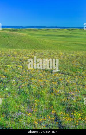 Collines des prairies et des fleurs sauvages, avec le petit belt montagnes au loin, près de harlowton, Montana Banque D'Images