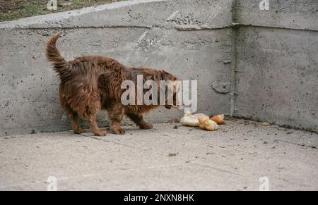 Un petit chien brun errant mange dans la rue Banque D'Images