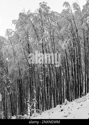 Croissance sensée de jeunes arbres à feuilles caduques couverts de neige pendant l'hiver. Photographie en noir et blanc. Banque D'Images