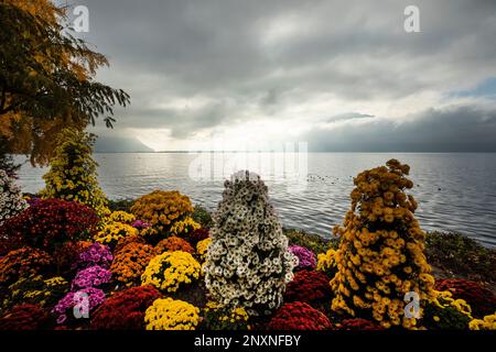 Une belle exposition de couleurs automnales avec des chrysanthèmes multicolores devant le lac Léman Lac Léman Montreux, regardant à travers le lac à l'aube Banque D'Images