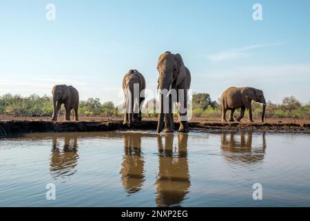 Un petit troupeau d'éléphants d'Afrique qui boit dans un trou d'eau au Botswana Banque D'Images