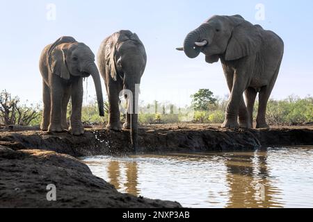 Un petit troupeau d'éléphants d'Afrique qui boit dans un trou d'eau au Botswana Banque D'Images