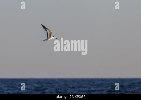 Sandwich sterne (Thalasseus sandvicensis) survolant la plage sur Juist, îles de la Frise orientale, Allemagne. Banque D'Images